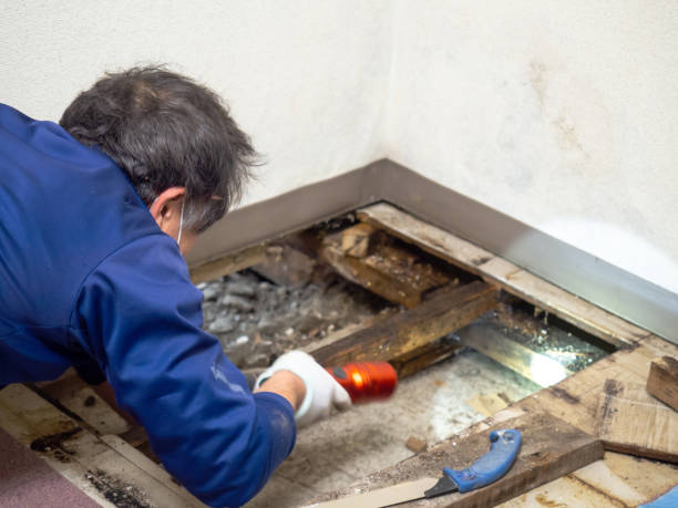 Best Residential Mold Remediation in Cheraw, SC